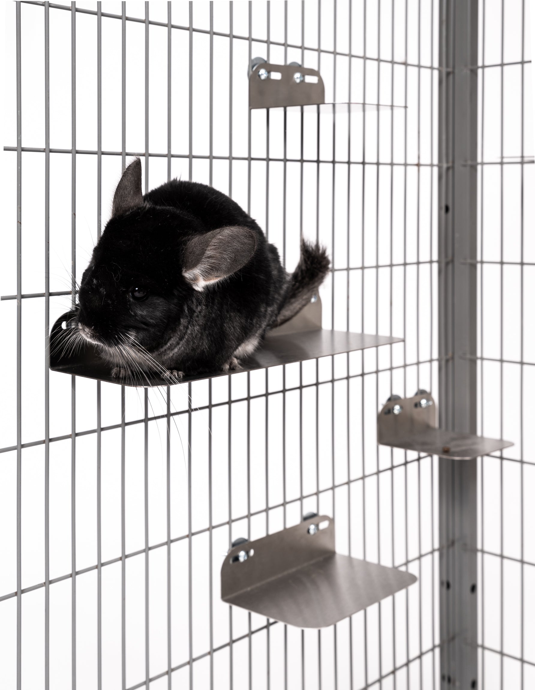steel-ledge-amida-craft.jpg
Chinchilla sitting on cooling stainless steel ledge by AMIDA Craft