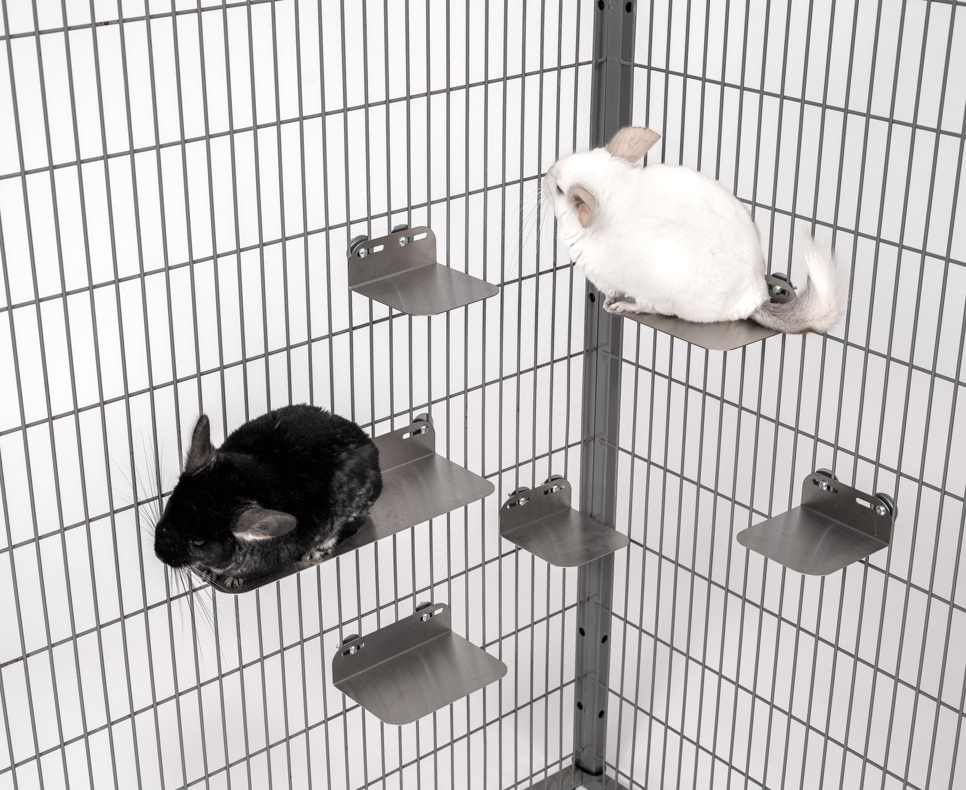 Chinchilla sitting on cooling stainless steel ledge by AMIDA Craft